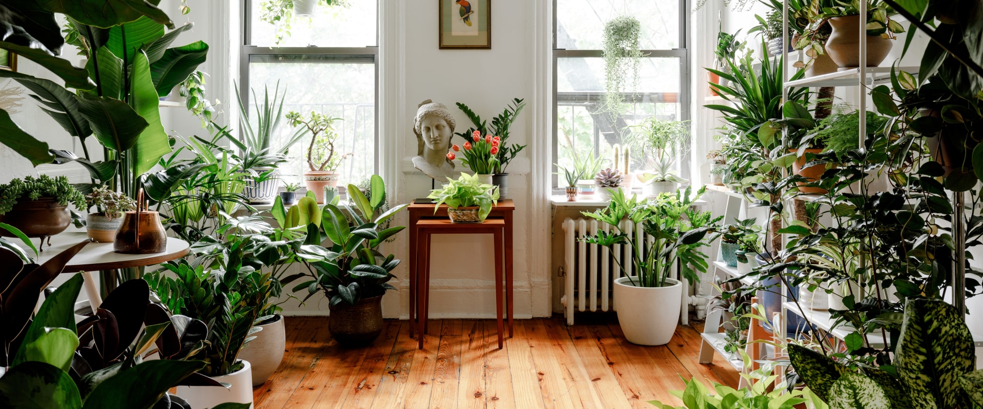 Types of Indoor Plants: A Comprehensive Look