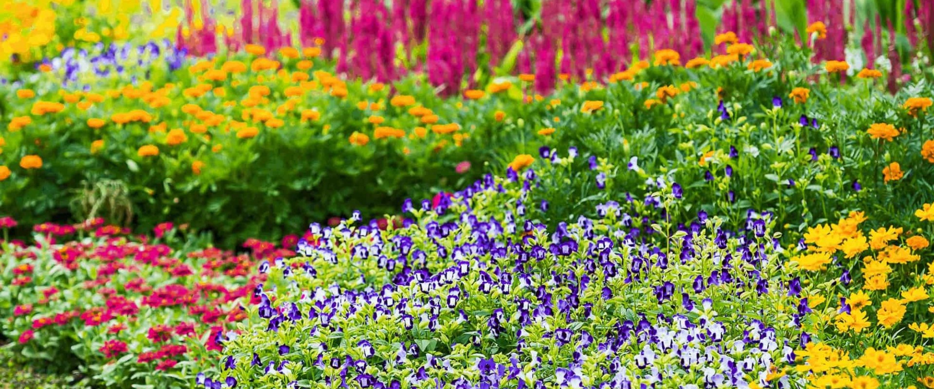 Flowering Garden Plants: Types and Benefits